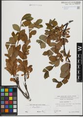 Foto von Salix hastata L.
